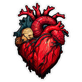 Anatomical Heart Sticker 4 Inch — Waterproof Vinyl Decal Medical Anatomy Science Love 8