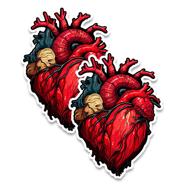 Anatomical Heart Magnet 2-Pack — 4